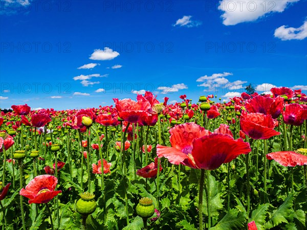 Poppy field