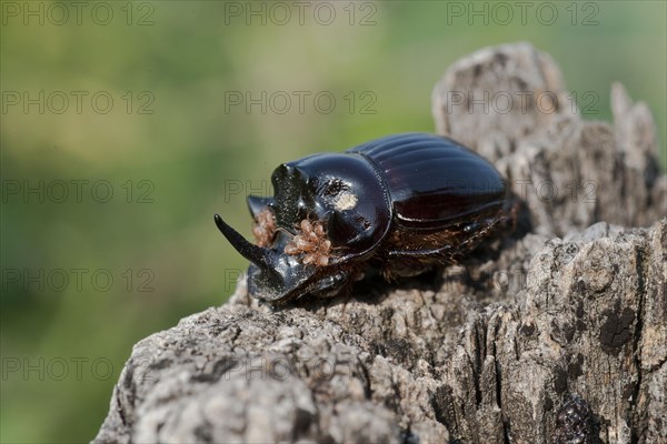 European rhinoceros beetle (Oryctes nasicornis) carrying parasites on its head