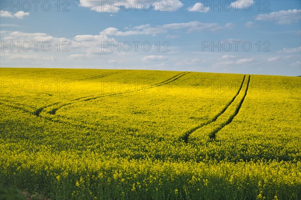 Rape field under a blue sky