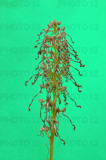 Lizard orchid (Himantoglossum hircinum)
