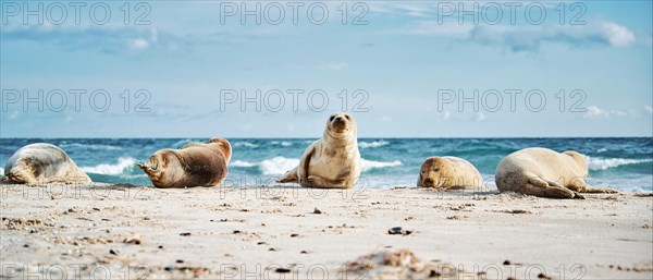 Grey seal (Halichoerus grypus)