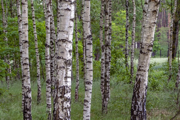 Birch forest. Near the village of Ciecholewy in Kashubia