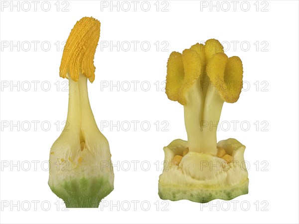 Zucchini (Cucurbita pepo subsp. pepo convar. giromontiina)