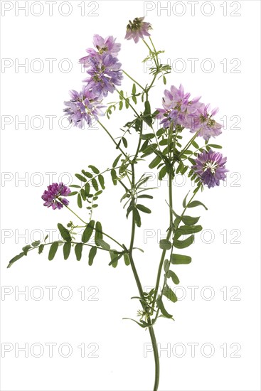 Crown vetches (Securigera varia) on white background