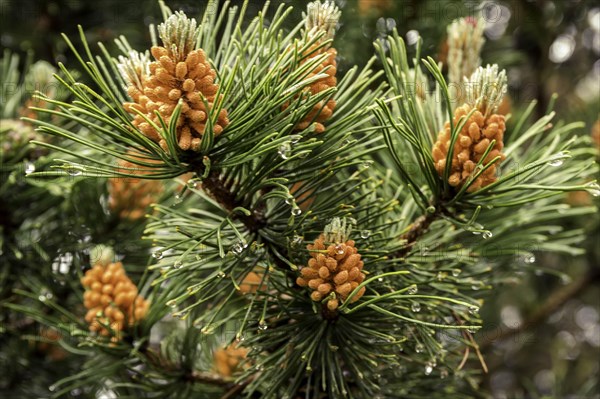Young spruce cones in the rain. village of Sapolno