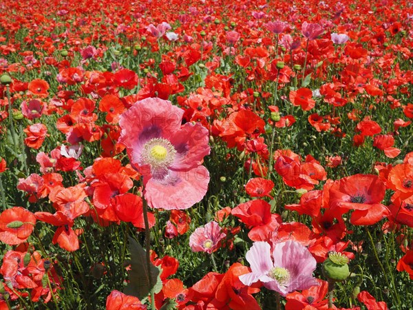 Poppy field