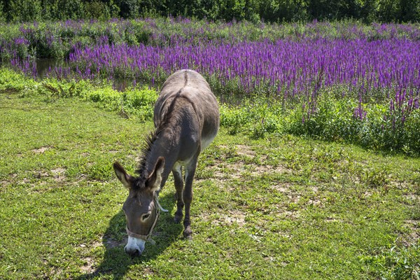 Donkey (Equus asinus asinus) grazing at a fish pond