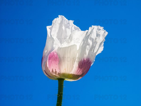 Poppy blossom
