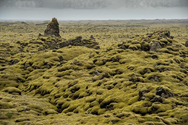 Lava overgrown by Elongated Rock Moss (Racomitrium elongatum)