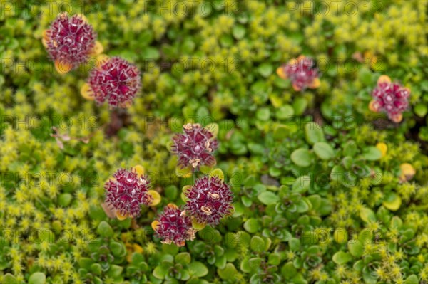 Arctic Thymus praecox (Thymus praecox ssp. arcticus)