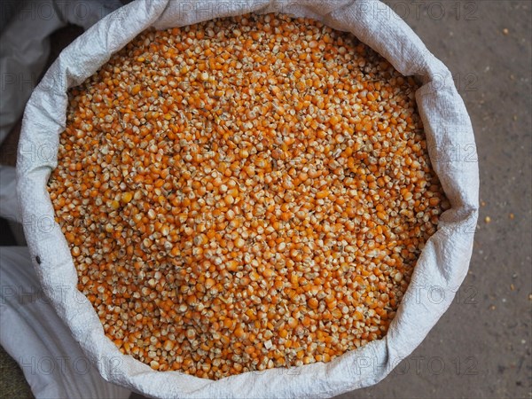 Fresh corn kernel