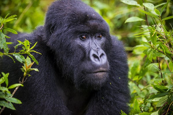 Mountain gorilla
