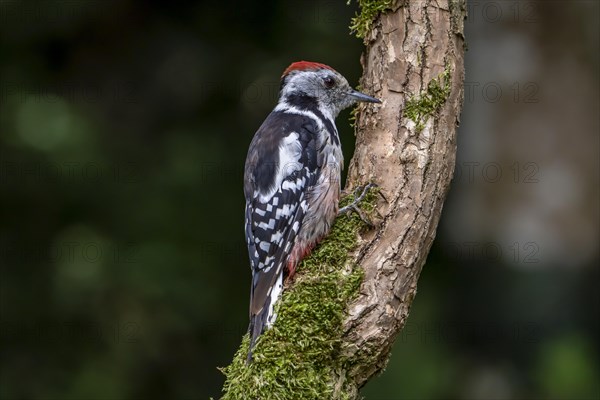 Middle spotted woodpecker