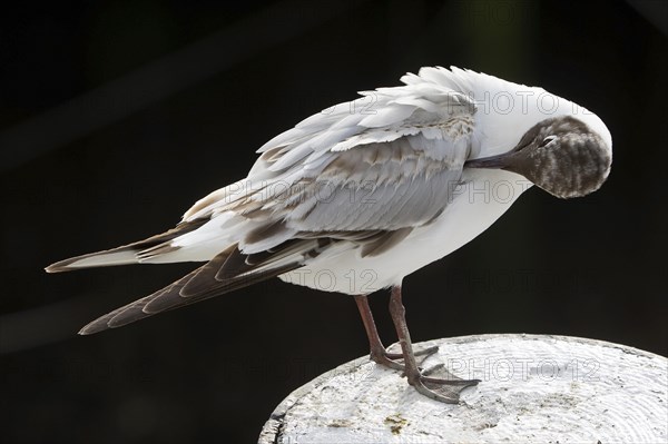 Black-headed gull