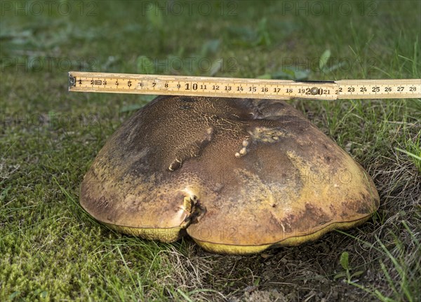 Measuring a mushroom cap with a metre rule