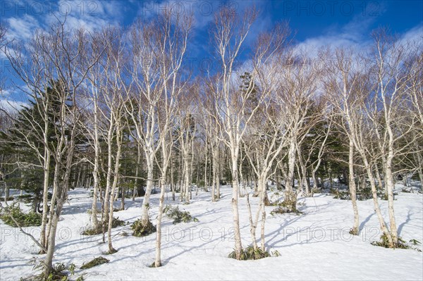 Birch forest in the snow