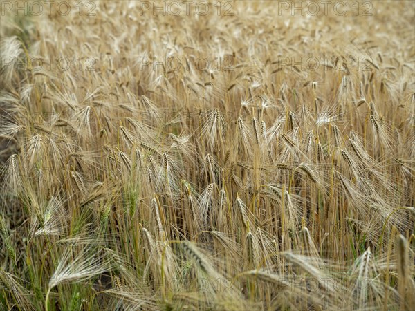 Cornfield on the Elbe in Langendorf