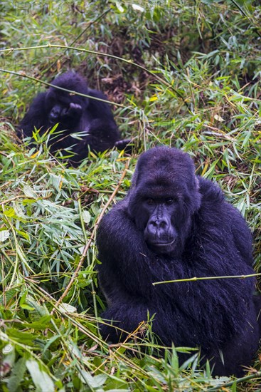 Mountain gorilla