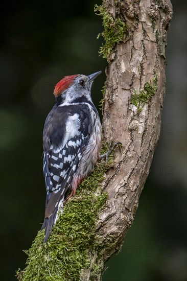 Middle spotted woodpecker