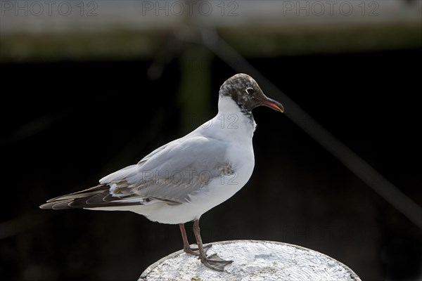 Black-headed gull