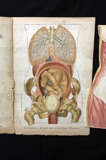 Dismountable model of a female body