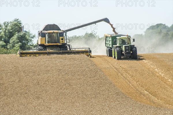 Threshing of grain with combine harvester at Ystad