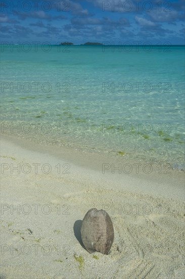 Coconut lying on a white sand beach before the turquoise waters in the Aitutaki lagoon