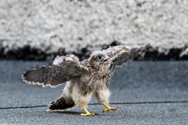 Common Common Kestrel