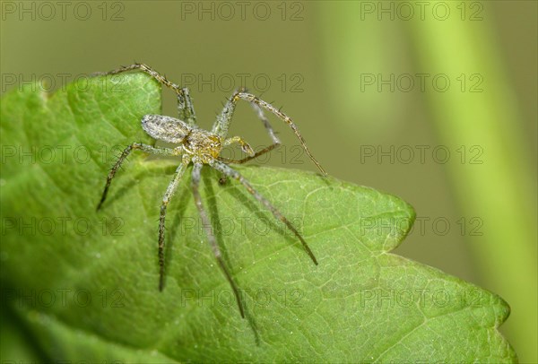 Bright flatback spider