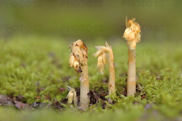 Common Dutchman's pipe