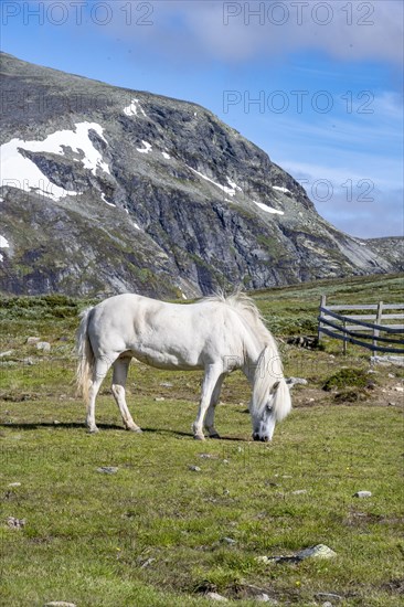 Norwegian Fjord Horse