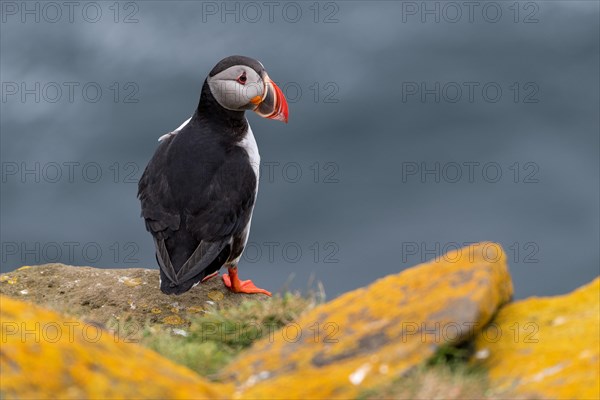 Puffin
