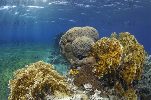 Typical coral reef in seagrass meadow with Red Sea fire coral