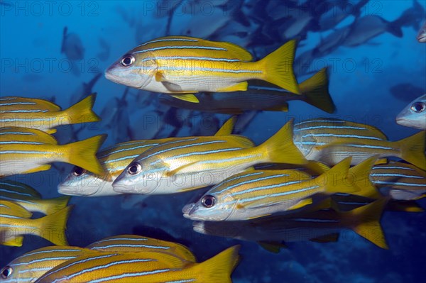 School of fish Bluestripe snapper
