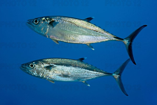 Dogtooth tuna