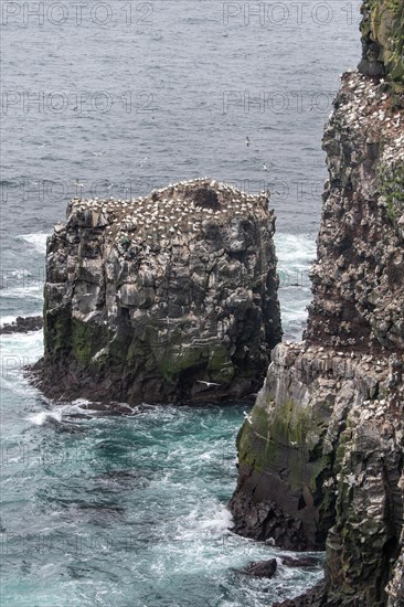 Gannet colony