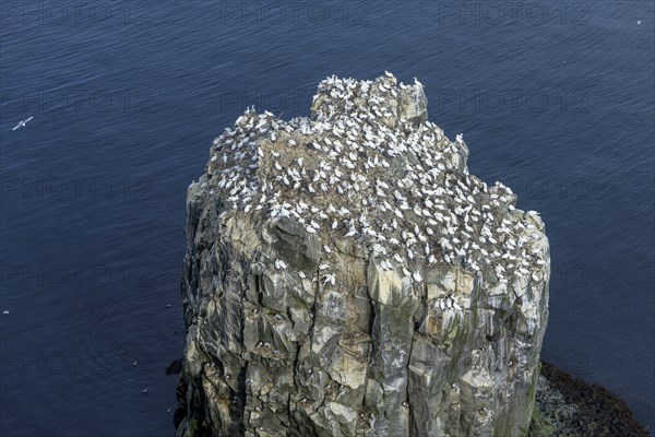 Gannet colony on the rock needle Stori Karl