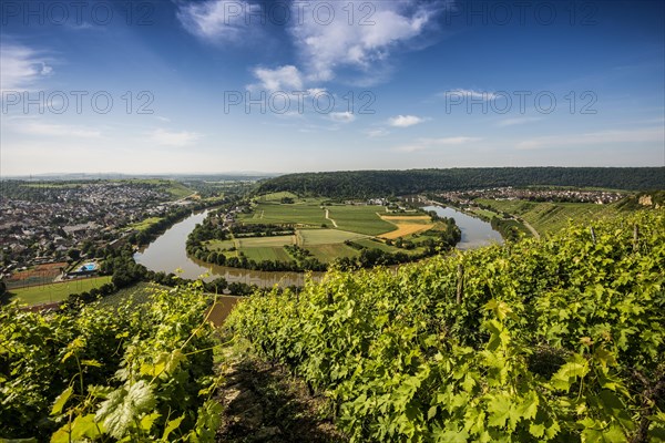 Neckar Loop and Vineyards