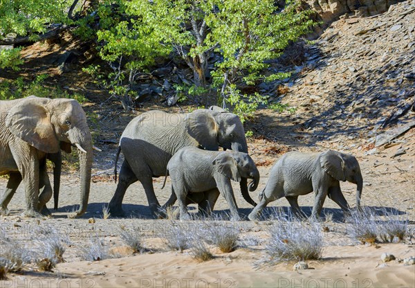 African elephant