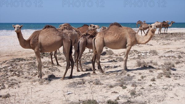 Herd of WWild Dromedary
