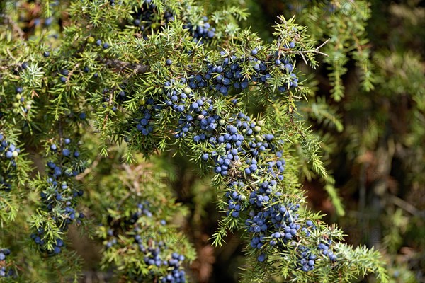Common juniper