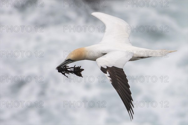 Flying Northern gannet