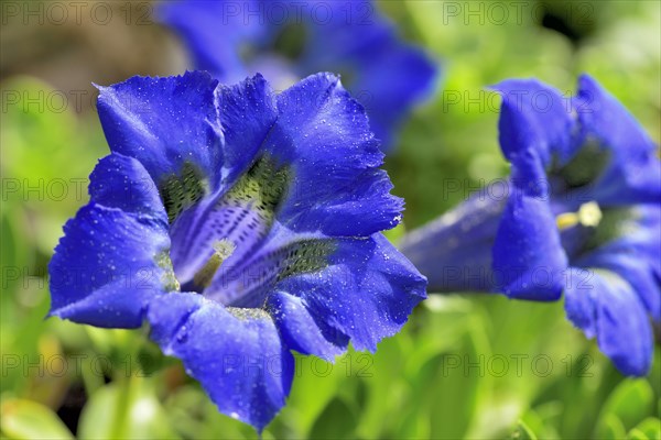 Flowering Stemless gentian