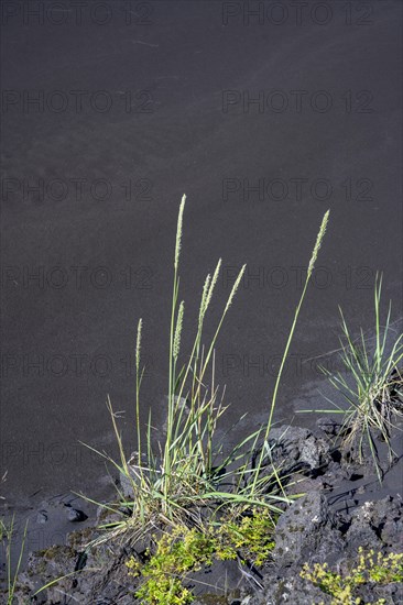 Grass and lava sand at the edge of the Eldhraun lava field