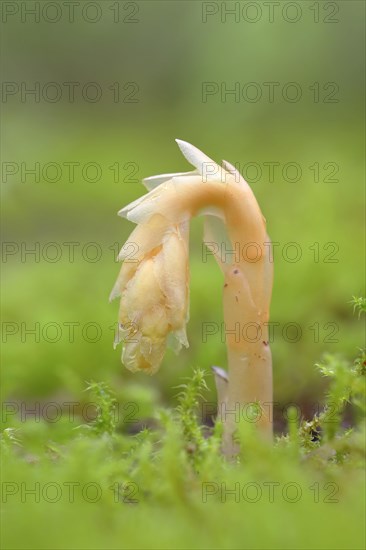 Common Dutchman's pipe