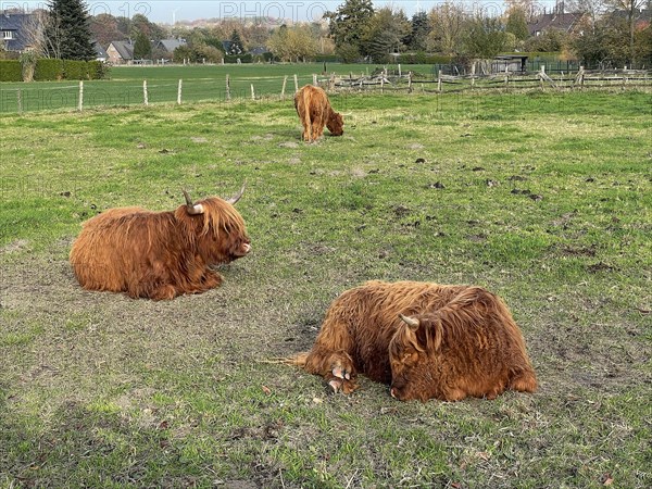 Scottish Highland Cattle