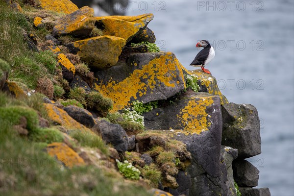 Puffin