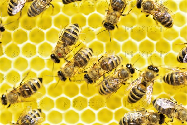Bee parasite Varroa mite