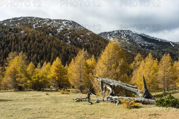 Autumn coloured larches