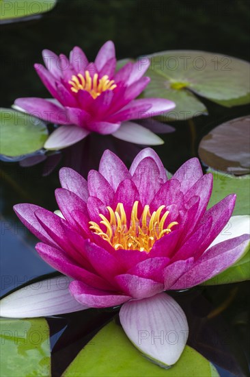 Pink Water lilies